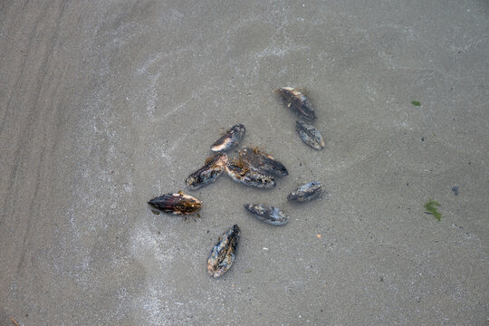 Blue mussels pried off rocks on beach at low tide, in tidepool to be washed, Seal Rocks State Recreation Site, Oregon state park, fresh caught seafood harvest from the Pacific Ocean
