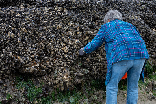 Woman using gloved hand to pry blue mussels off rock at low tide, Seal Rocks State Recreation Site, Oregon state park, fresh caught seafood harvest from the Pacific Ocean
