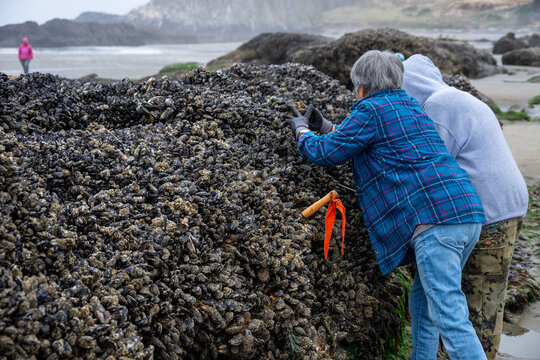 Woman using garden fork tool to pry blue mussels off rock at low tide, Seal Rocks State Recreation Site, Oregon state park, fresh caught seafood harvest from the Pacific Ocean
