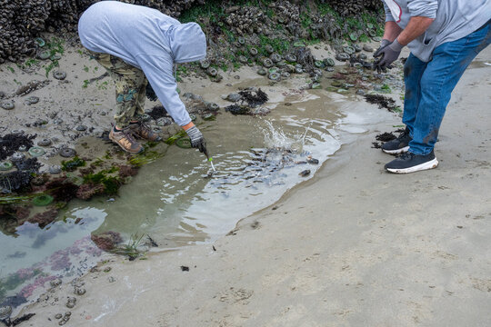 Person washing Blue Mussels pried off rocks on beach at low tide, Seal Rocks State Recreation Site, Oregon state park, fresh caught seafood harvest from the Pacific Ocean
