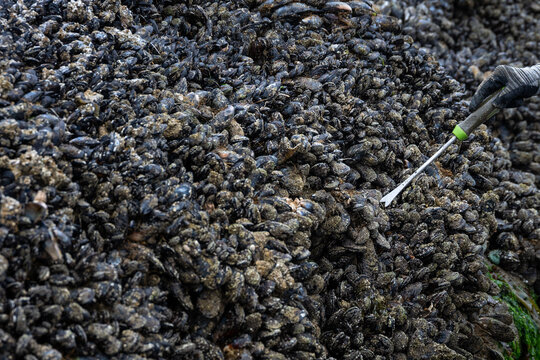 Woman using garden fork tool to pry blue mussels off rock at low tide, Seal Rocks State Recreation Site, Oregon state park, fresh caught seafood harvest from the Pacific Ocean
