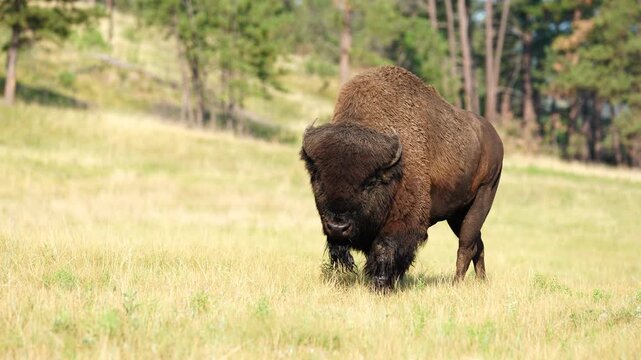 American Bison (Bison bison) Bull lumbering along during the July breeding period, this guy is a beast, territorial July rutting behavior in South Dakota.