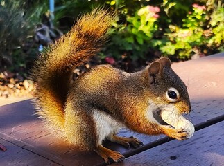 squirrel eating nut © Lesya