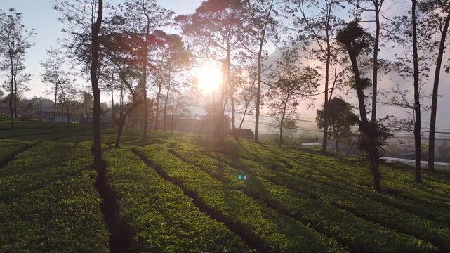 Aerial view of Tambi Tea Gardens with rows of tea bushes and tall trees at sunrise in the misty highlands of Kecamatan Kertek, Jawa Tengah, Indonesia.