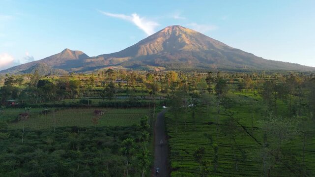 Aerial view of Sindoro mountain rising above the lush green rows of the Tambi tea garden in Wonosobo, Central Java, Indonesia.