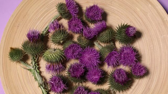 Milk thistle flowers on violet background, top view. Camera moving down
