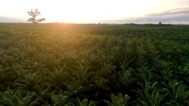 Aerial view of a vast palm oil plantation at sunset with a single tall tree standing amidst rows of lush green palms in Tanahgrogot, Kalimantan Timur, Indonesia.