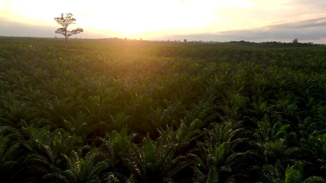 Aerial view of an expansive oil palm plantation at sunset with golden light illuminating the rows of trees and a single tall tree in Tanahgrogot, Kalimantan Timur, Indonesia.