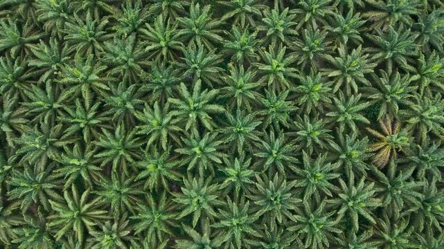 Aerial view of lush green palm oil plantation rows in Tanahgrogot, Kalimantan Timur, Indonesia.