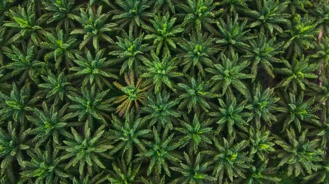 Aerial view of a lush green palm oil plantation with symmetrical rows of trees in Tanahgrogot, Kalimantan Timur, Indonesia.