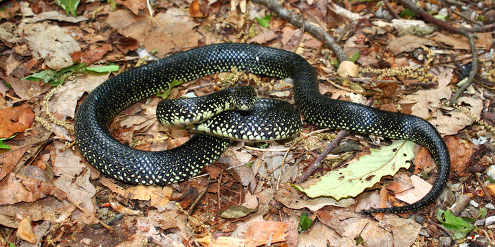 Black Kingsnake in a natural environment of Alabama