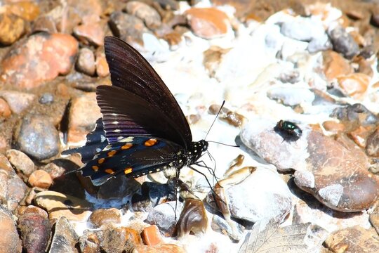 Pipevine Swallowtail along the Natchez Trace National Scenic Parkway