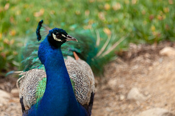 Obraz premium Blue Peacock With Iridescent Neck And Folded Tail Feathers