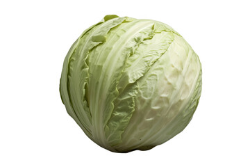 Fototapeta premium Large green cabbage head with tightly folded leaves