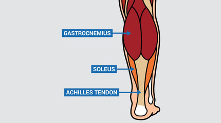 Human Calf Muscle Anatomy Illustration © Bima