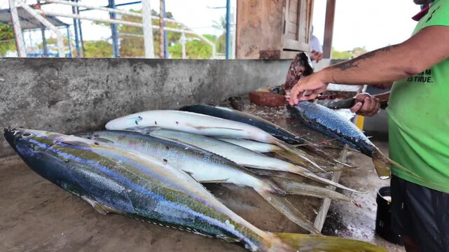 Freshly caught Rainbow runner fishes processed by local fishermen at a traditional Caribbean fish cleaning station supporting sustainable seafood.