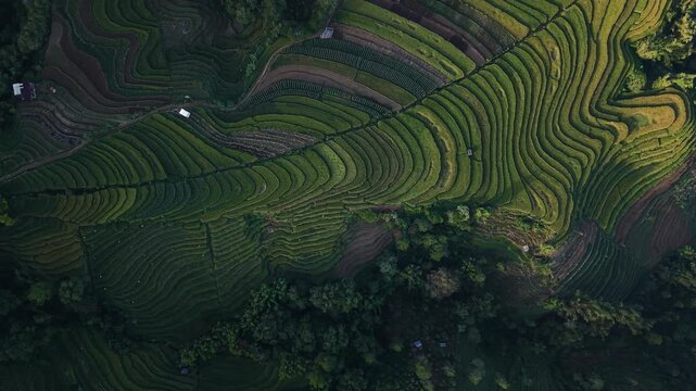 Aerial view of lush green rice terraces following the natural contours of the hills in the agricultural landscape of Makassar, South Sulawesi, Indonesia.