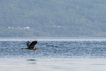 Fototapeta premium Quebec, Canada, 11 June 2026 : A great blue heron flies low over the water with a forested hillside in the background