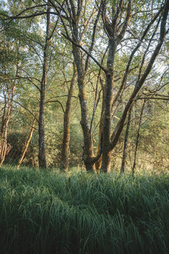 Late Light Woodland Scenes with Cobwebs at Bakethin Nature Reserve, Kielder, Northumberland &ndash; July 2026