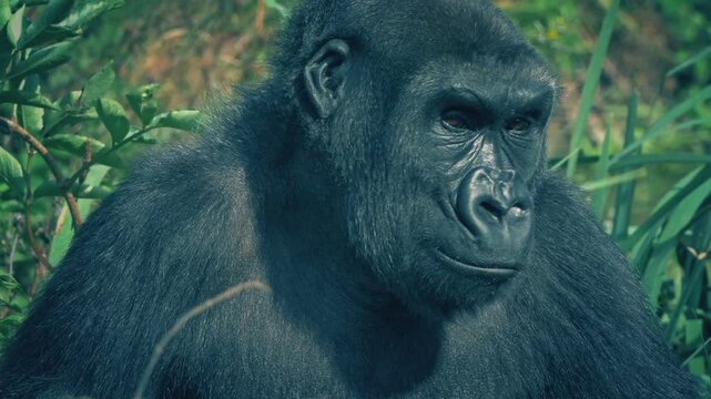 Female Gorilla Looks Around Jungle On Windy Day
