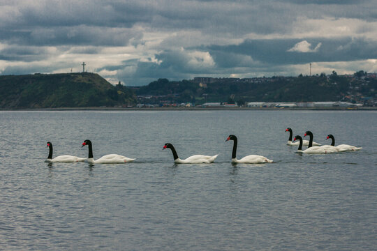 Cisnes en la bah&iacute;a de Puerto Montt con la Isla Tenglo al fondo, Chile