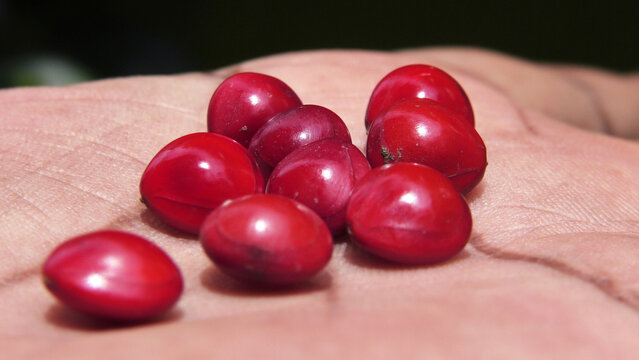 Closeup of a few Manchadi seeds (Coral wood tree seeds) in hand