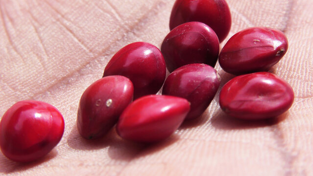 Closeup of a few Manchadi seeds (Coral wood tree seeds) in hand