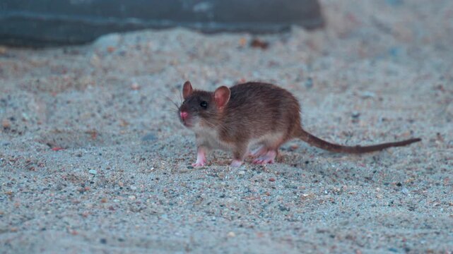 Brown wild rat running and scavenging on sandy ground during daylight.