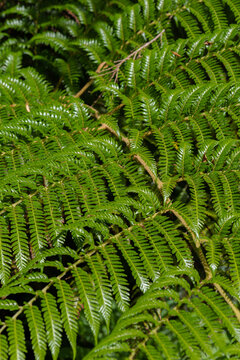 Helecho verde en bosque templado lluvioso de la Regi&oacute;n de Los Lagos, Chile