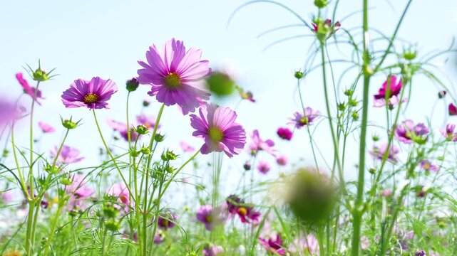 コスモス畑の4Kスローモーション動画