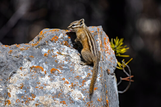 Cute chipmunk on a rock