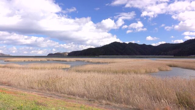 北上川とヨシ原（カヤ谷地）