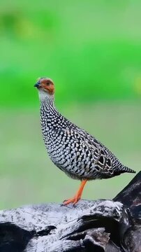 Female black francolin bird calling perched on tree branch outdoors
