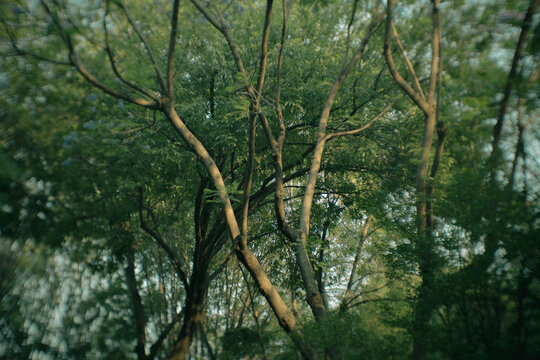 Ramas con fuerte bokeh