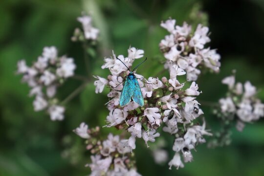 A green forester moth resting on an common thyme blossom