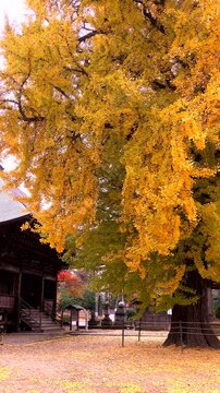 薬王寺薬師堂の大イチョウ