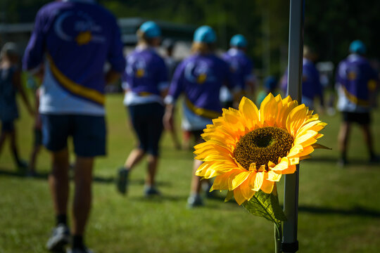 A vibrant sunflower stands out at a community event with people walking in the background - horizontal
