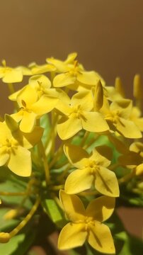 Yellow Ashoka flowers blooming in clusters, showcasing vibrant tropical blossoms and lush ornamental foliage in a garden setting.