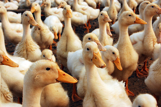 Group of young ducks in a poultry farming setting