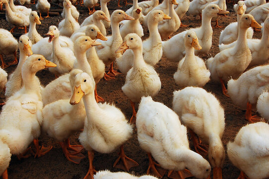 Group of white ducks in a farmyard setting
