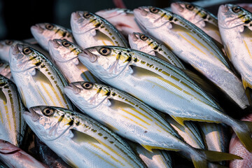 Fototapeta premium Fresh yellow stripe scad fish stacked at local street market counter. Raw silver seafood catch with yellow lines lay on ice for sale. Healthy organic food products for nutrition. Traditional fishery