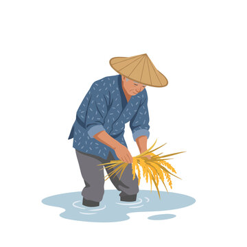 Traditional Asian farmer harvesting rice paddy field agriculture vector illustration