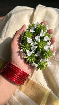 Woman hand with red glass bangles holding fresh white thumba flowers over traditional Kerala Kasavu saree in natural sunlight, close up.