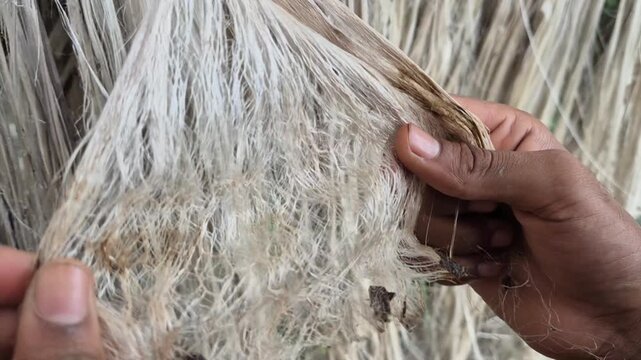 Close Up Of Hands Untangling Dry Raw Golden Jute Fiber Strands For Quality Check