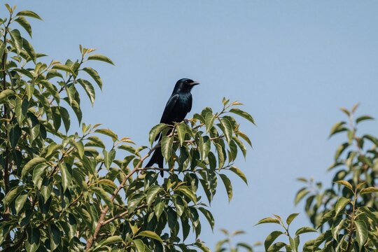Black drongo bird perched on leafy green branch. Dark avian sits against clear blue sky. Wild bird profile shows long forked tail and sharp beak. Nature scene in garden or forest during sunny day.