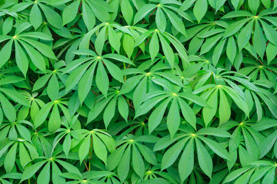 Fresh green cassava leaf  background, Manioc or Tapioca leaves