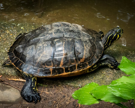 A mature River Cooter, a freshwater turtle, rests on a damp rocky shore beside murky water. Its dark shell shows faint yellow-orange striping, with bold yellow lines on its head and claws near foliage
