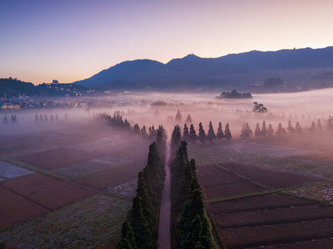Aerial view of Candi Arjuna Dieng surrounded by mist, rows of cypress trees, and agricultural fields in the early morning light in Indonesia.