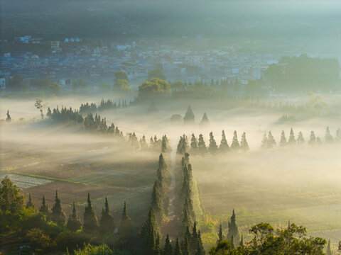 Aerial view of Candi Arjuna Dieng surrounded by misty fields and rows of cypress trees in the morning light, Indonesia.