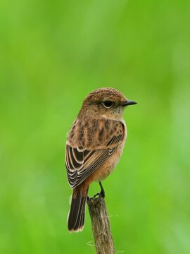 Close-up back profile of a small brown stonechat bird showcasing its feather patterns while perching on a weathered wooden stick against a smooth solid green background